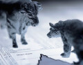 bull and bear
