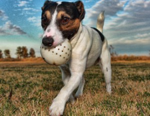 jack_russell_322