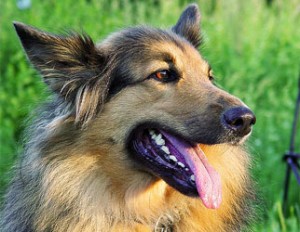 dog_flickrCC_322