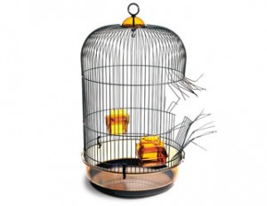 Broken birdcage