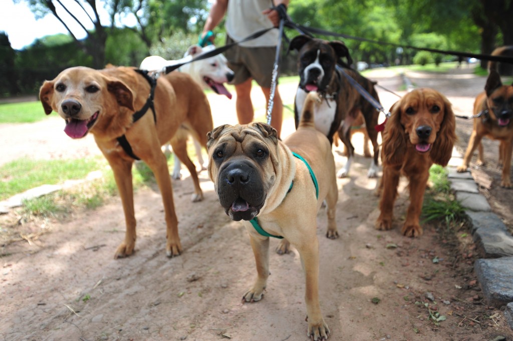 Pet deposit and rent can be charged by your landlord if you live in Saskatchewan (Getty Images)