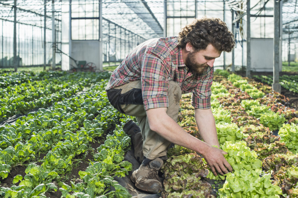 Man-working-in-farm-greenhouse
