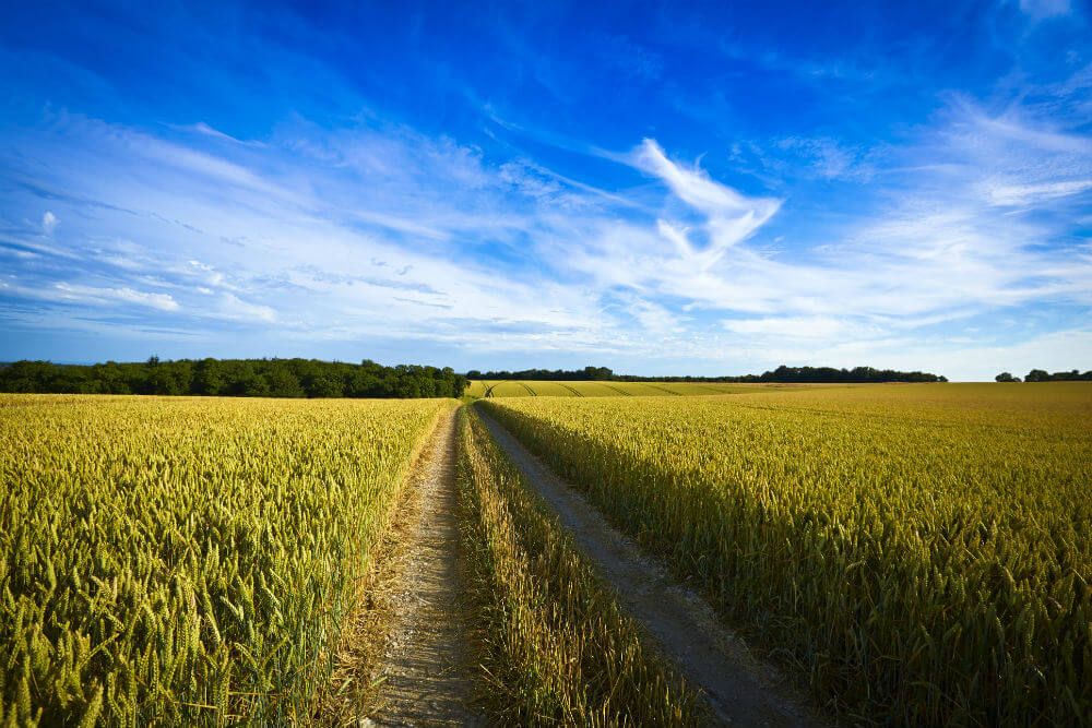 What should you do with an inheritance of farmland? (Getty Images / Ron Bambridge)