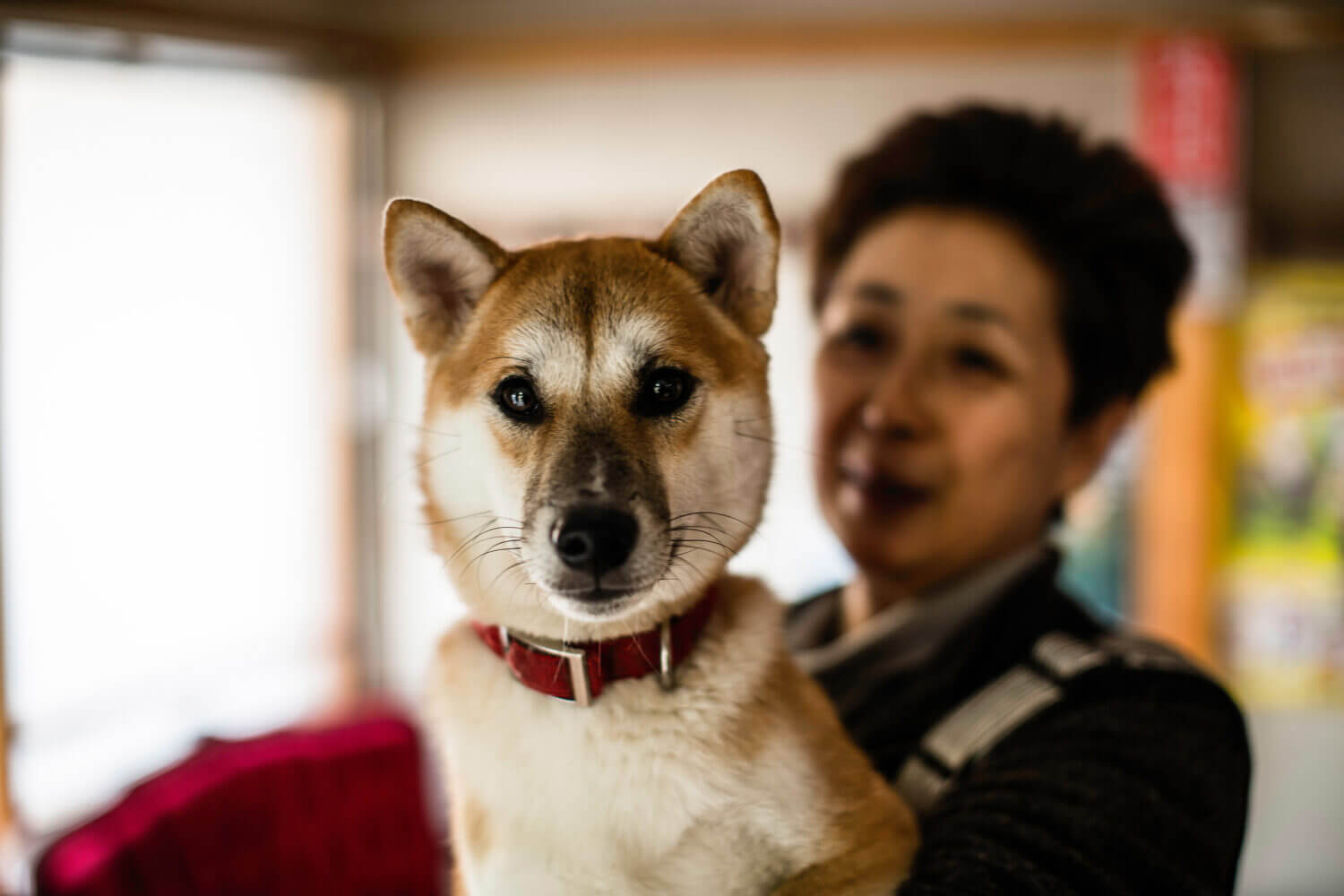 Hotels expanding amenities and fees for pets