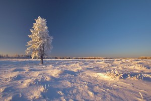 Christmas in Saskatoon (Getty / Daryl Benson)
