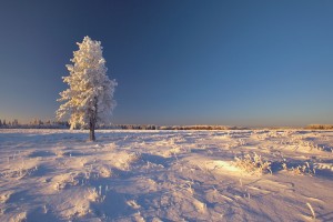 Christmas in Saskatoon (Getty / Daryl Benson)