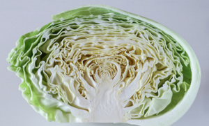 cabbage