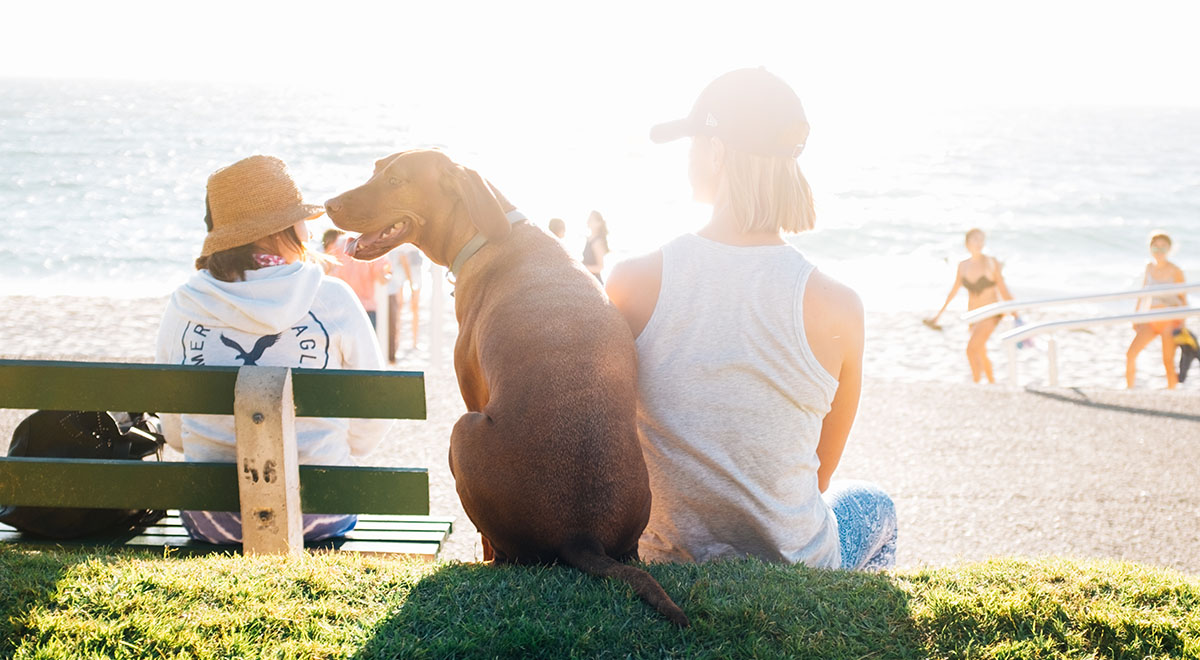 safer dogs of the TSX