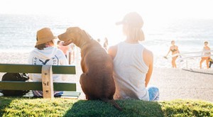 safer dogs of the TSX