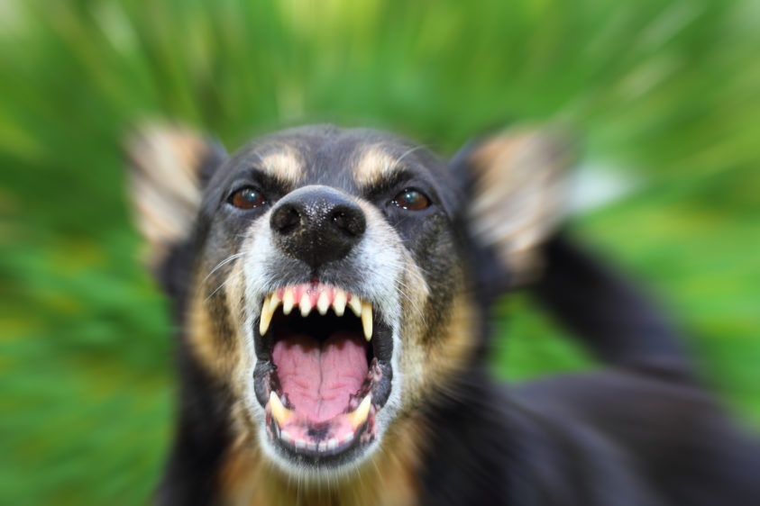 “A dog bit me! Should I sue?” MoneySense