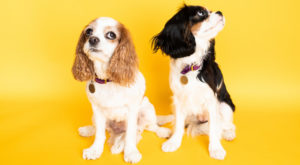 two dogs in front of a yellow backdrop