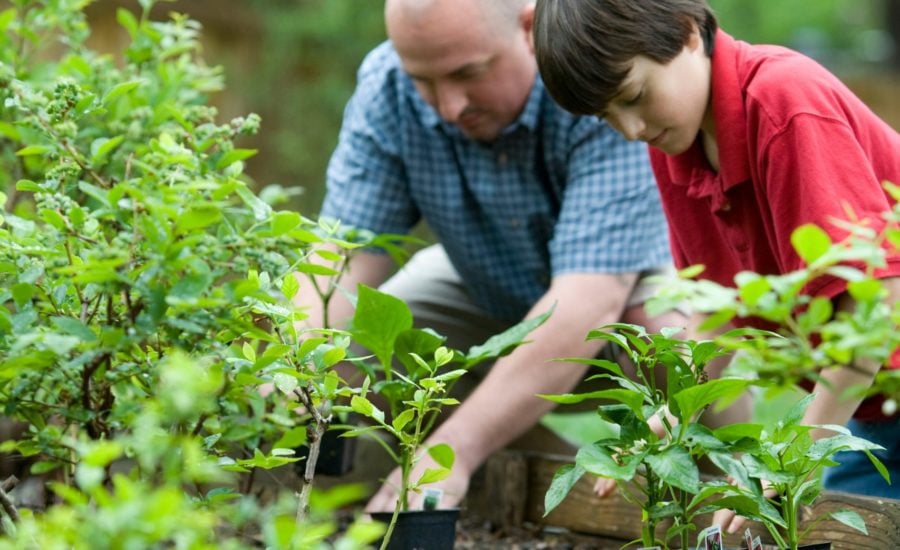 Father and son gardening