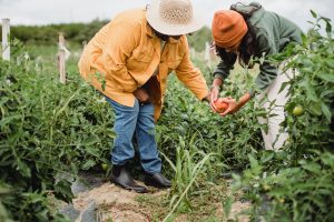 Older woman and younger woman picking home-grown tomatoes