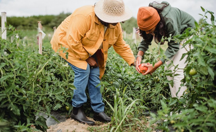 Older woman and younger woman picking home-grown tomatoes