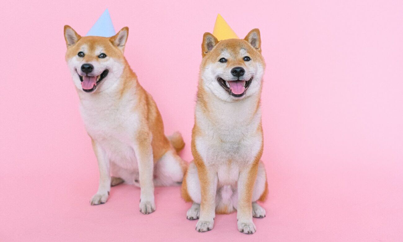Two shiba inu dogs sitting down and wearing party hats.