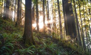 A forest with sunlight filtering through the trees