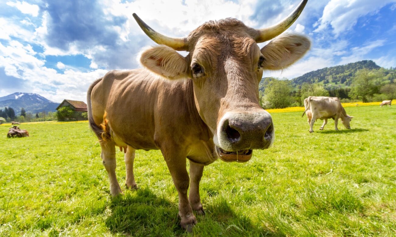 A cow is seen in a green field