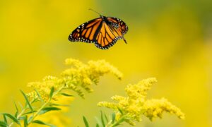 A monarch butterfly hovers over yellow flowers.