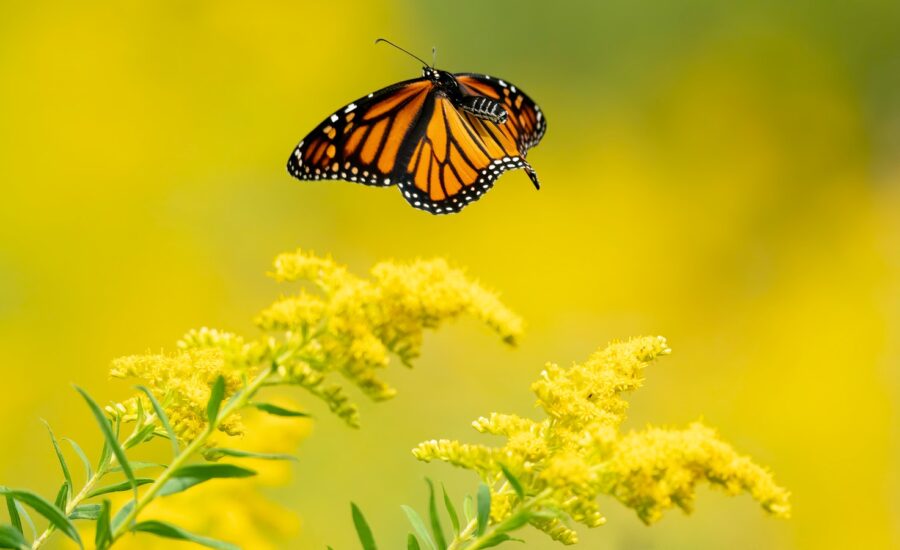 A monarch butterfly hovers over yellow flowers.