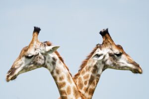 Two giraffes stand facing opposite directions