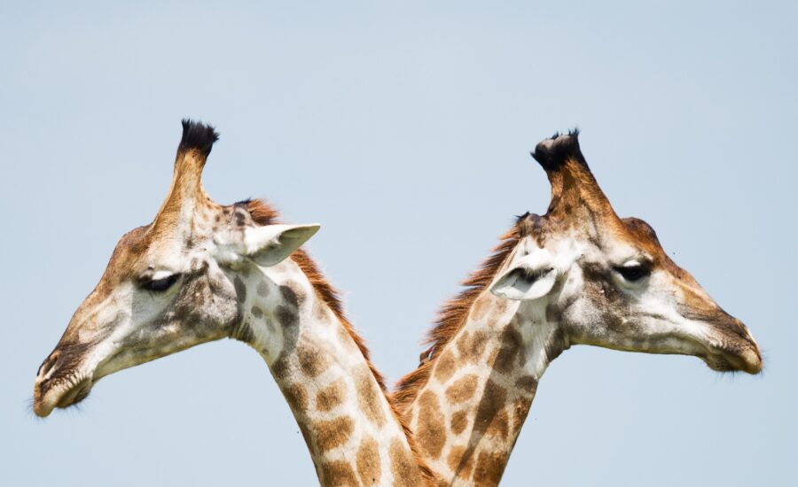 Two giraffes stand facing opposite directions