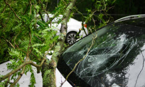A car's windshield is damaged by a fallen branch