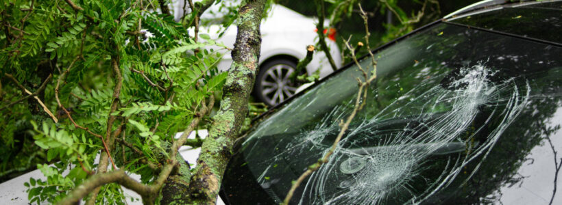 A car's windshield is damaged by a fallen branch