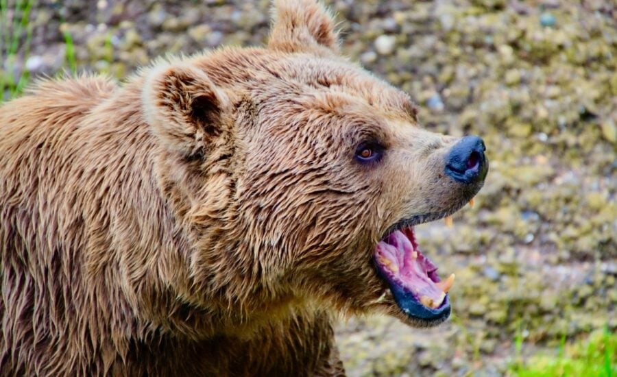 A bear is seen growling