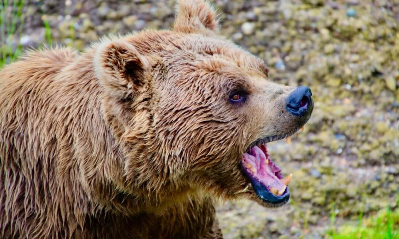 A bear is seen growling