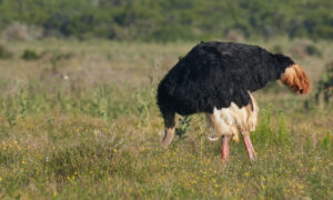An ostrich hides its head, symbolizing how one might respond to the bear market and managing their portfolio