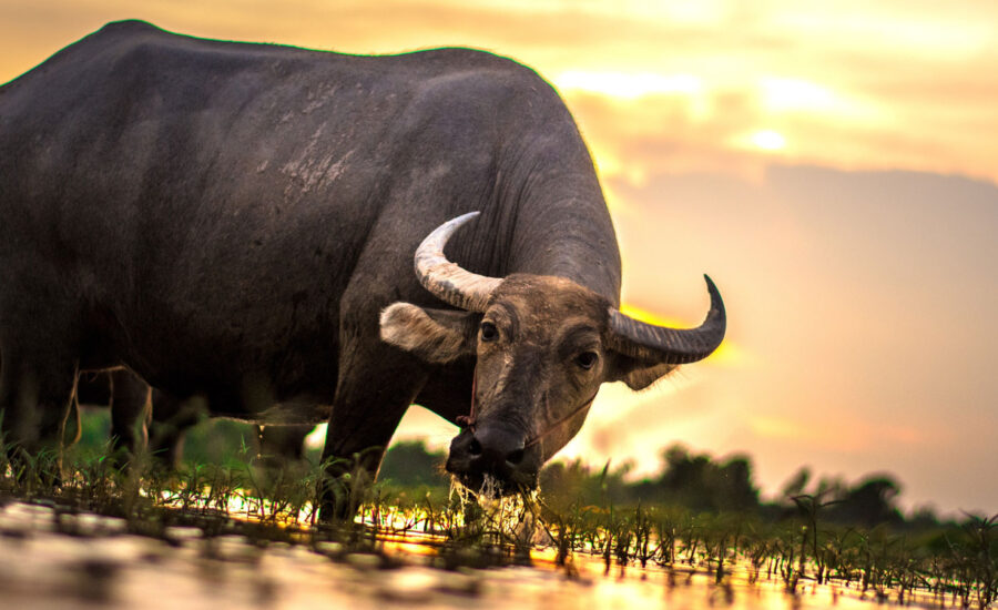A photo of a bull drinking water in the wild to symbolize the state of the markets and investors thinking.