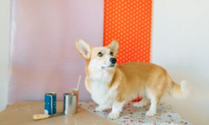 A corgi dog stands on a table beside cans of paint