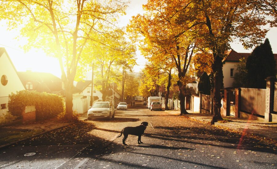 A dog stands in the middle of a neighbourhood road at sunrise