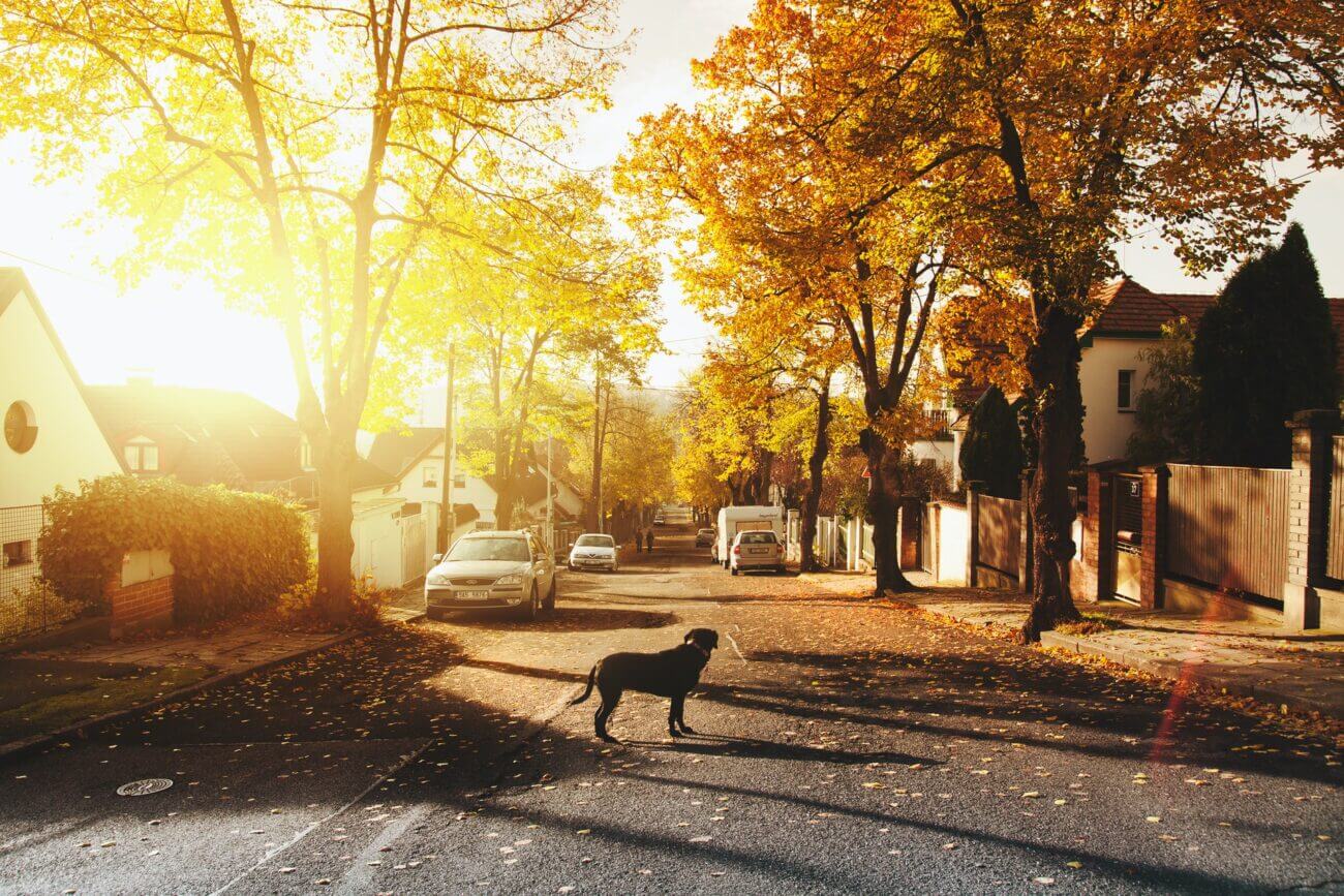 A dog stands in the middle of a neighbourhood road at sunrise