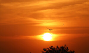 A bird flying in the sunset to symbolize the 60/40 balance portfolio as a pheonix rising again.