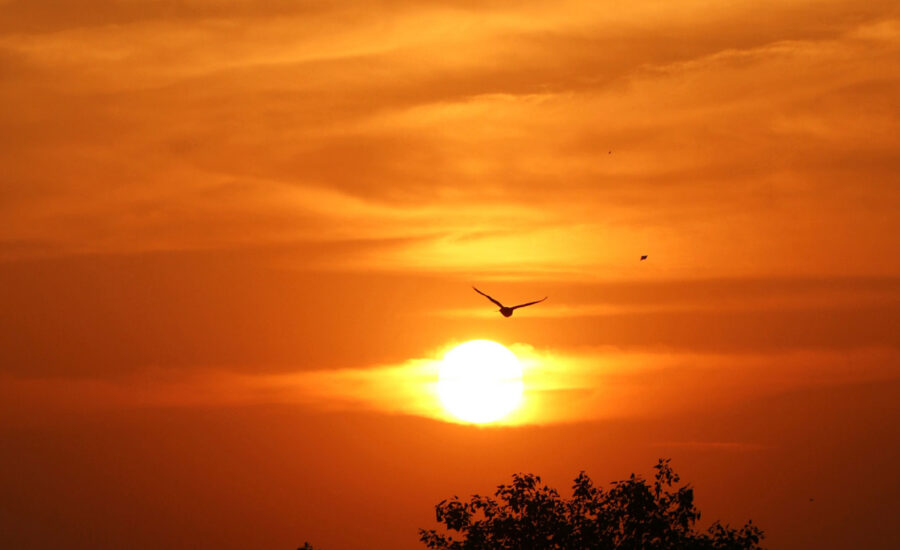 A bird flying in the sunset to symbolize the 60/40 balance portfolio as a pheonix rising again.