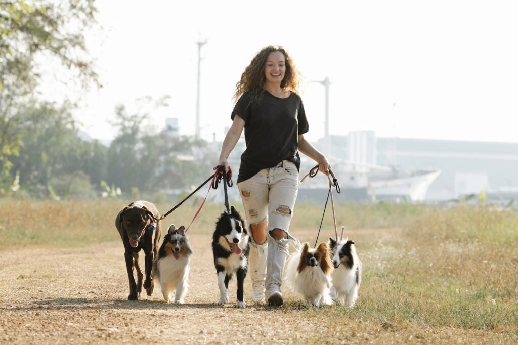 A woman walks five dogs in a park