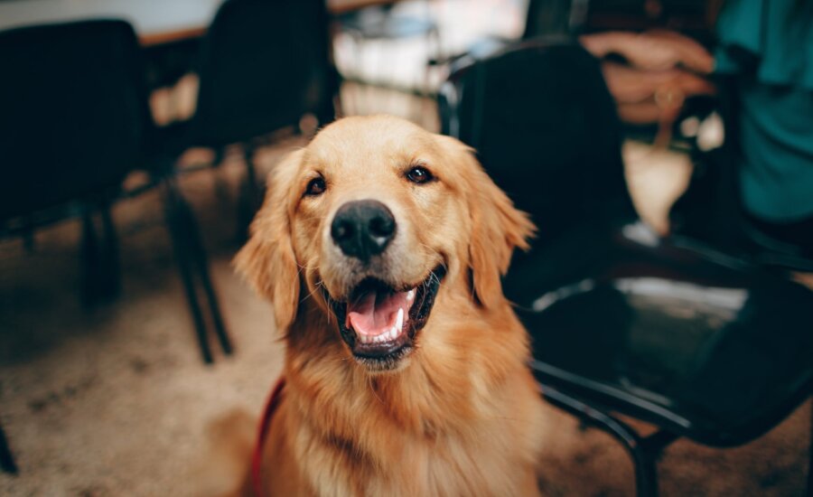 A happy golden retriever