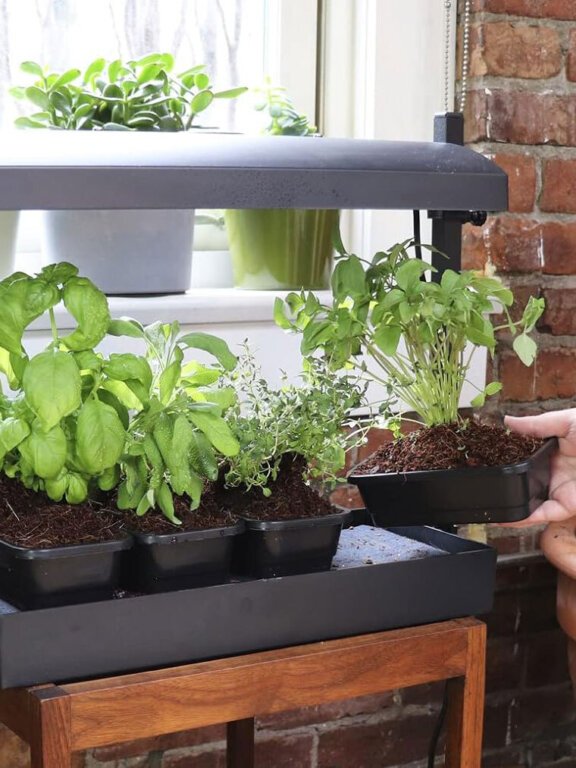 A hand removes a tray of herbs from beneath a grow light
