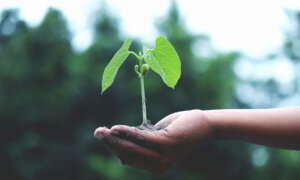 Planting food is one way to save money that is good for the earth (hand holding seedling)
