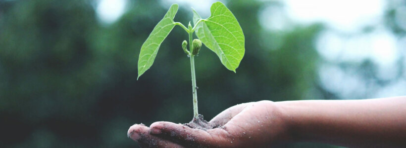 Planting food is one way to save money that is good for the earth (hand holding seedling)