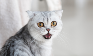 A yellow-eyed cat meowing