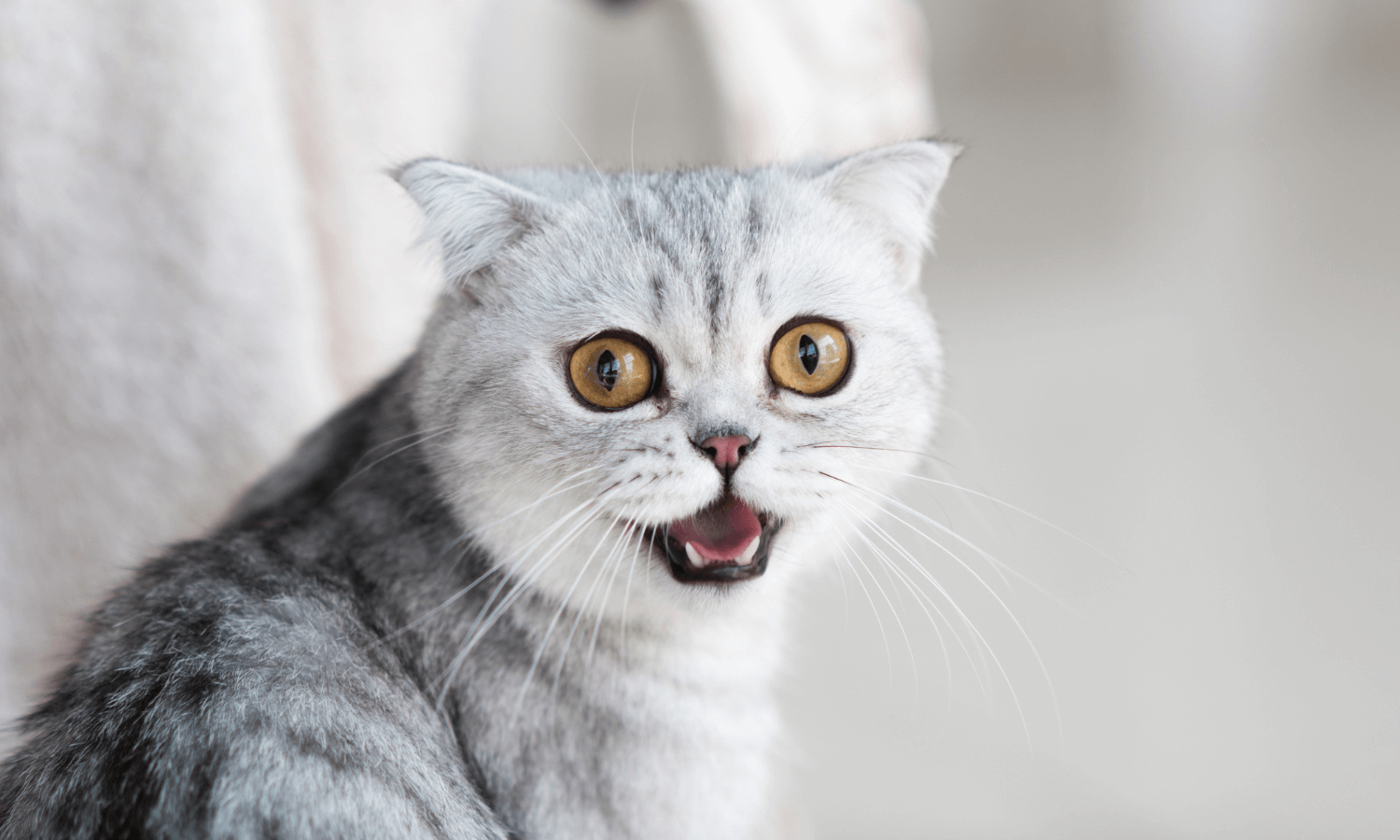 What is a dead-cat bounce? - MoneySense