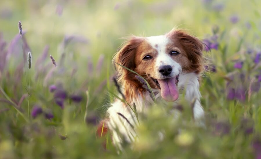 Brown and white dog sitting in a field
