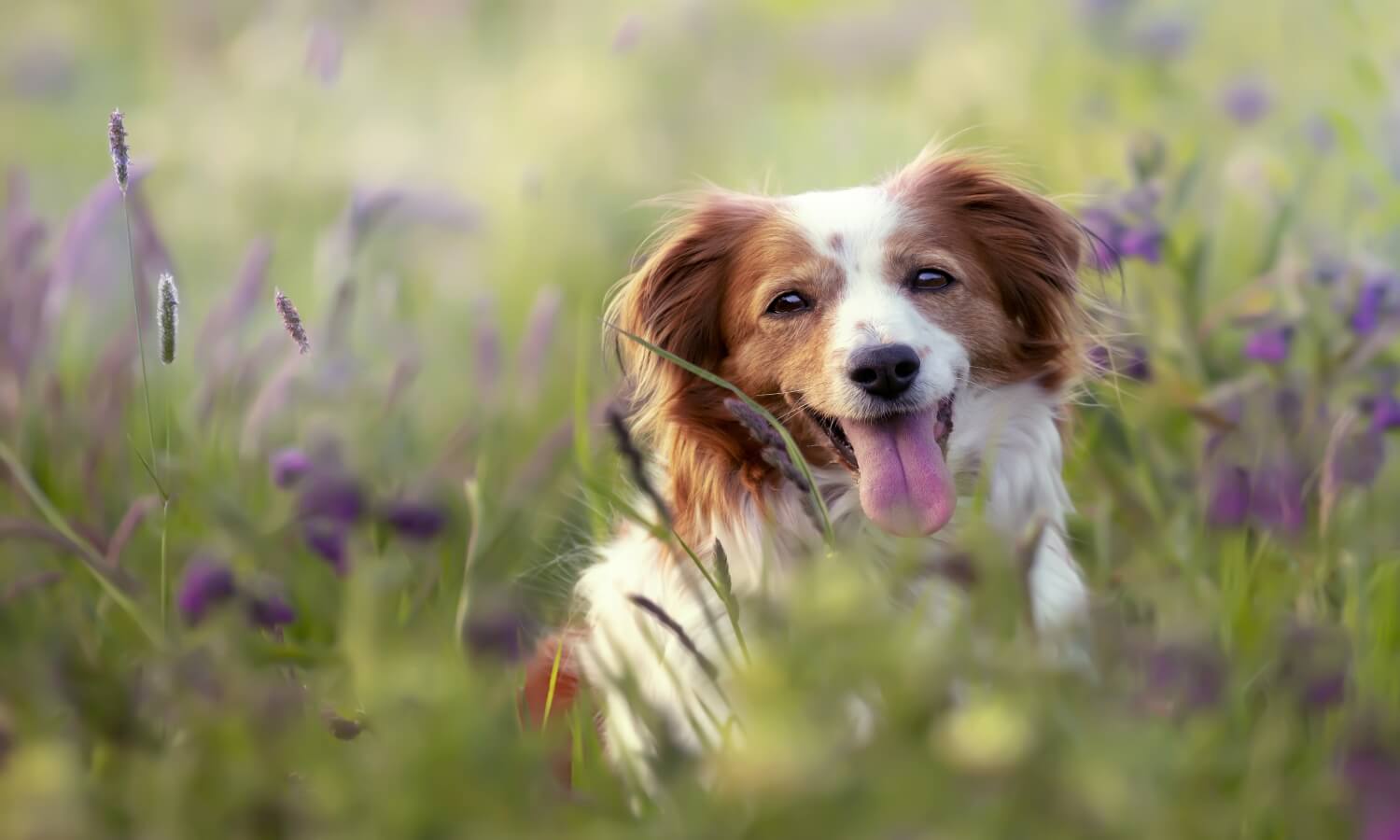 What is pet insurance – and do you need it?