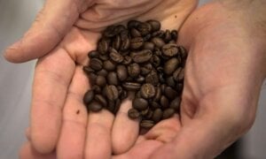 Coffee beans are held by an employee at Club Coffee's plant in Toronto on Thursday, Nov. 2, 2017.